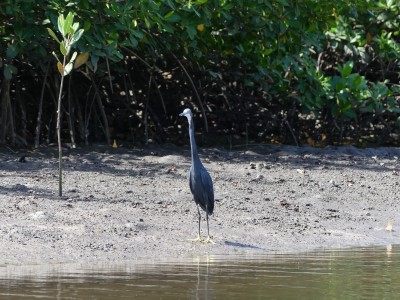Aigrette à gorge blanche