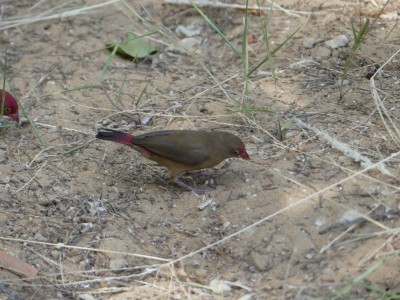 Amarante du Sénégal F