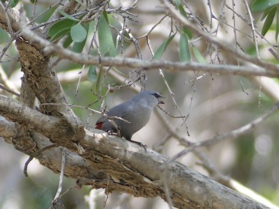 Astrild queue-de-vinaigre