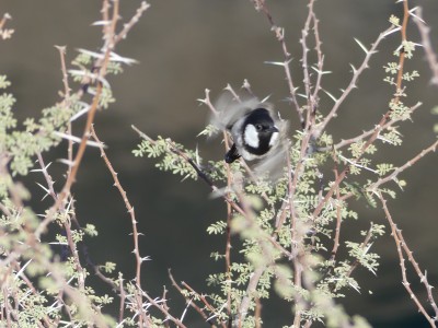 Bulbul à oreillons blancs