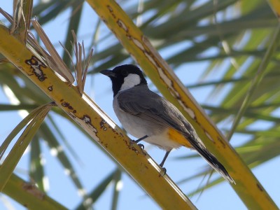 Bulbul à oreillons blancs