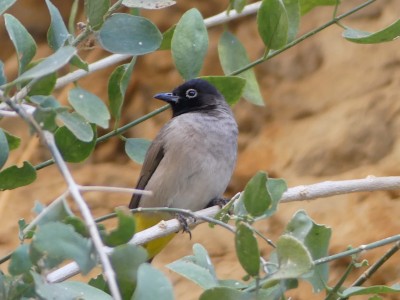 Bulbul d'Arabie