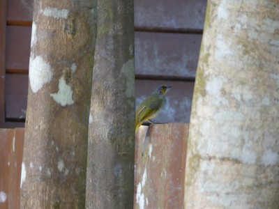 Bulbul de Finlayson