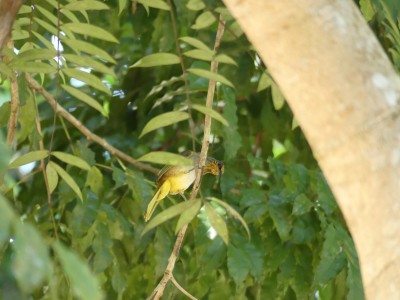 Bulbul de Finlayson