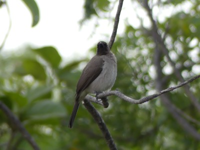 Bulbul des jardins
