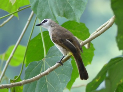 Bulbul goiavier