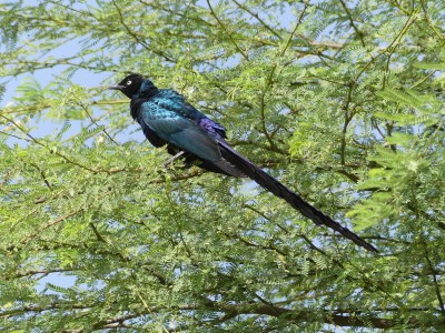 Choucador à longue queue