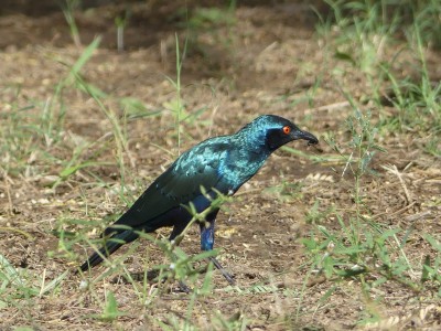 Choucador à oreillons bleus