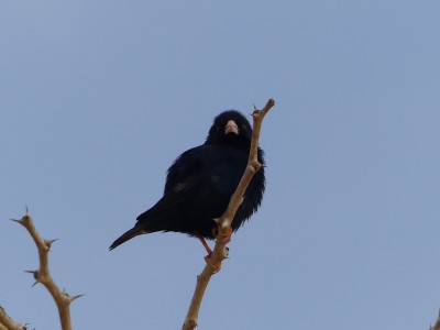 Combassou du Sénégal