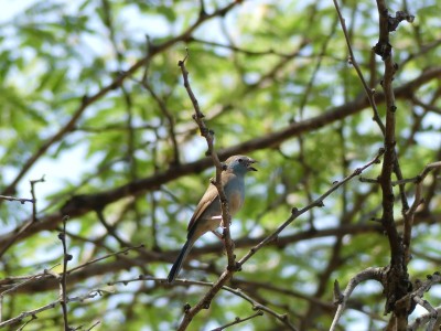 Cordonbleu à joues rouges F