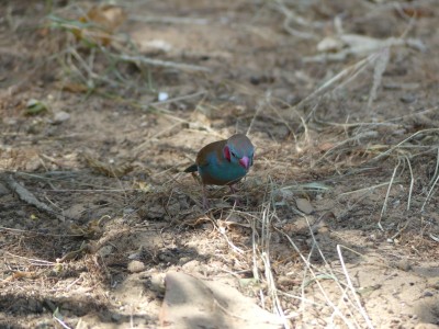 Cordonbleu à joues rouges M