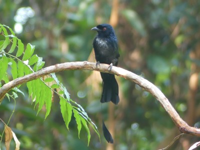 Drongo à raquettes