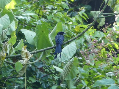Drongo à raquettes
