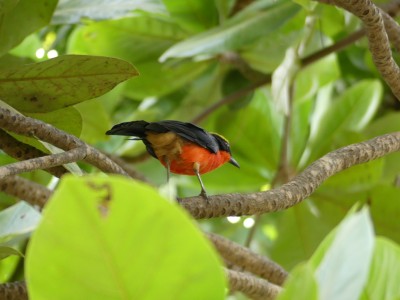 Gononlek de Barbarie