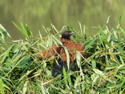 Grand coucal
