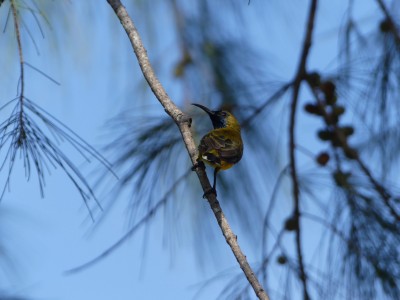 Souimanga à dos vert