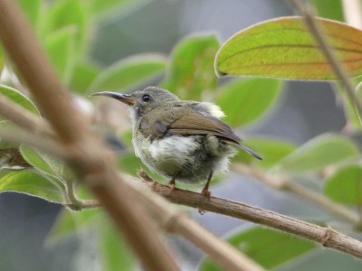 Souimanga de Temminck