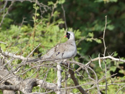 Tourterelle masquée