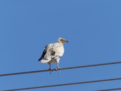 Vautour percnoptère