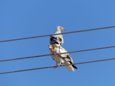 Vautour percnoptère