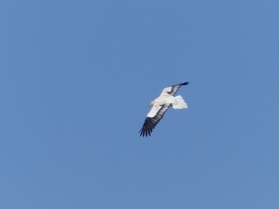 Vautour percnoptère