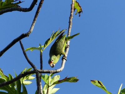 Amazone à lores rouges