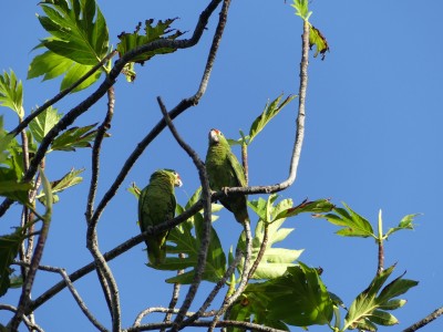 Amazone à lores rouges