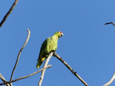 Amazone à lores rouges