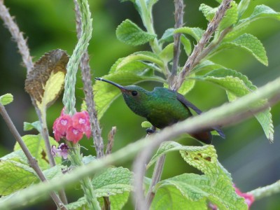 Ariane à ventre gris