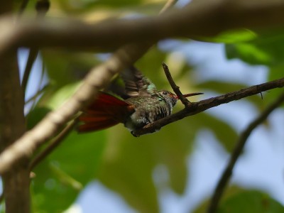 Ariane à ventre gris