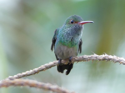 Ariane à ventre gris