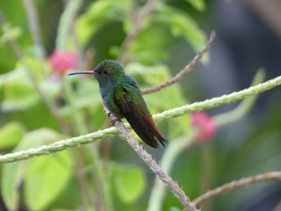 Ariane à ventre gris