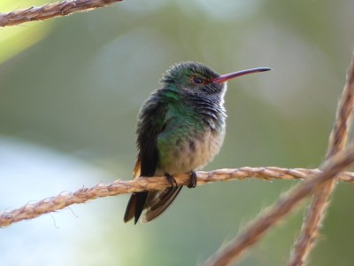 Ariane à ventre gris