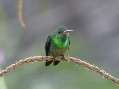 Ariane à ventre gris