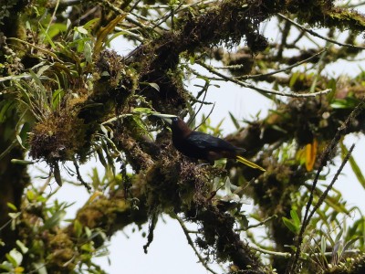 Cassique à tête brune
