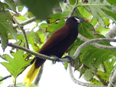 Cassique de Montezuma