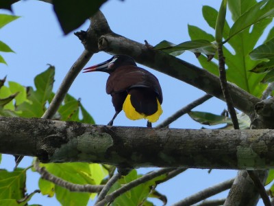 Cassique de Montezuma