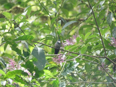Colibri à ventre châtain M