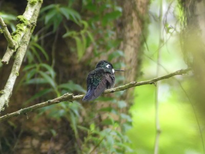 Colibri à ventre châtain M