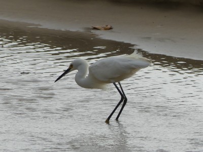 Grande aigrette