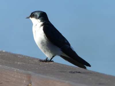 Hirondelle des mangroves