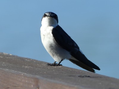 Hirondelle des mangroves