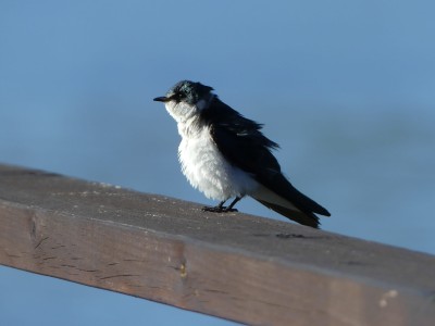 Hirondelle des mangroves