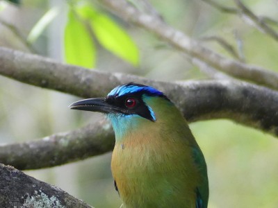 Motmot à tête bleue