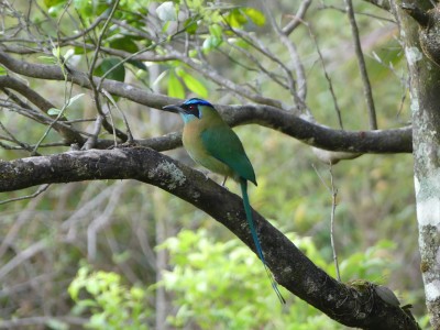Motmot à tête bleue