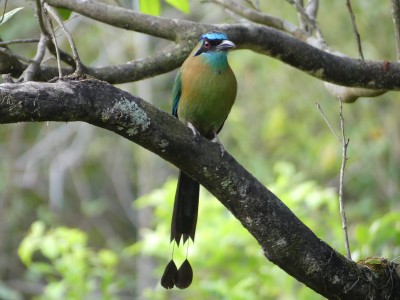 Motmot à tête bleue