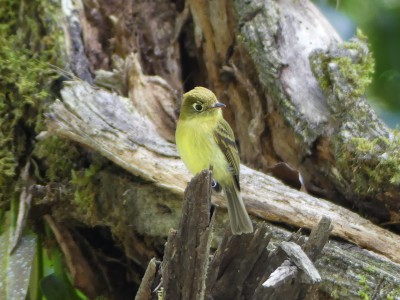 Moucherolle jaunâtre