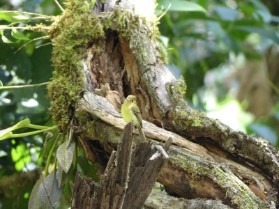 Moucherolle jaunâtre