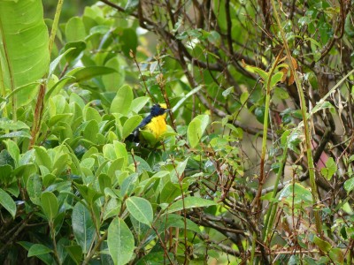 Organiste à gorge jaune