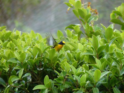 Organiste à gorge jaune